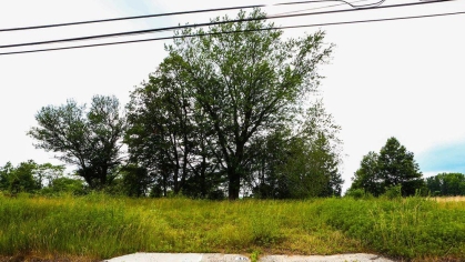 Drive by photo of trees, grass and power lines.