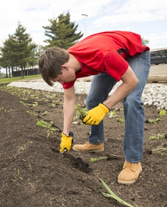 Young man bending down to plant vegetation.